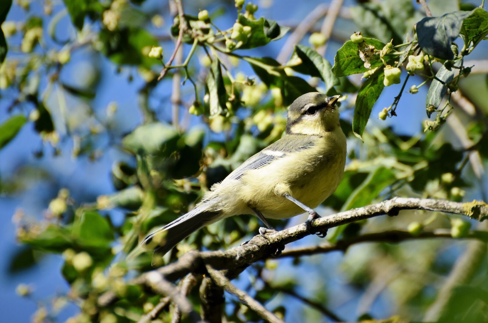 Nikon D7200 sample photo. Tit, songbird, bird photography