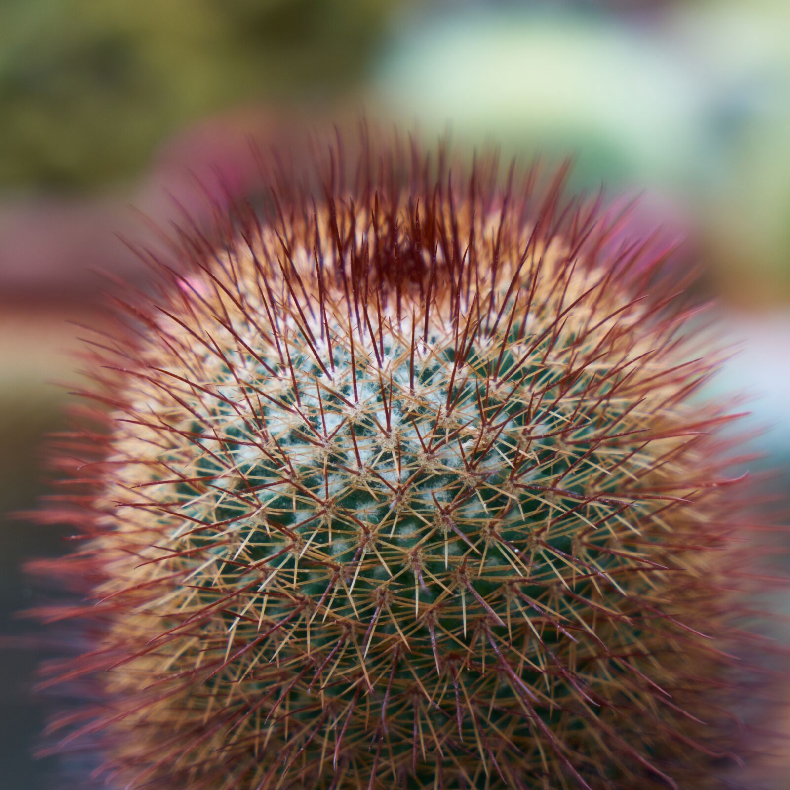 Sony a7R II sample photo. Cactus, plant, nature photography