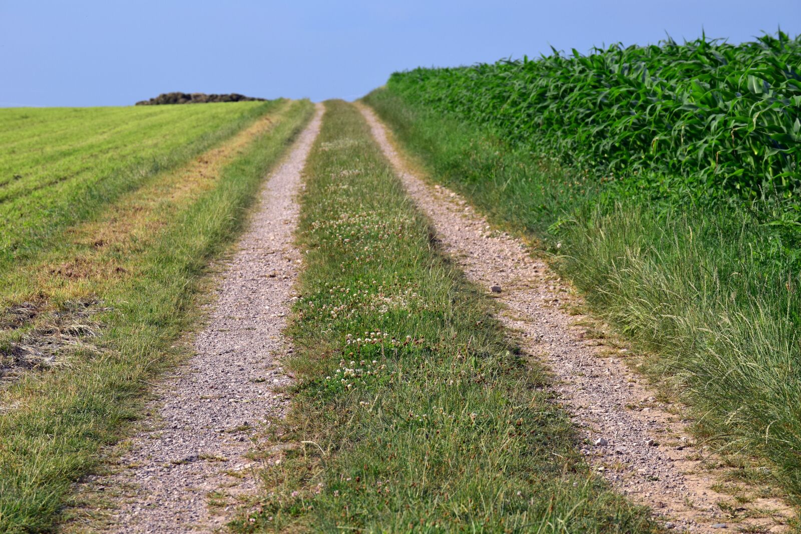 Nikon D3300 sample photo. Away, lane, agriculture photography