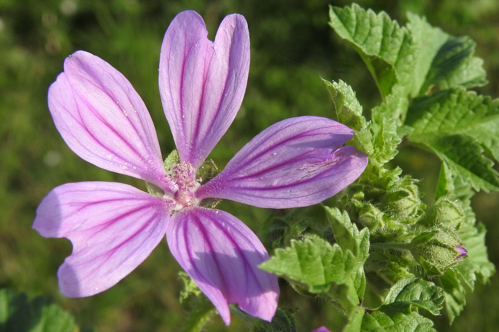 Nikon Coolpix P900 sample photo. Wild mallow, pointed flower photography