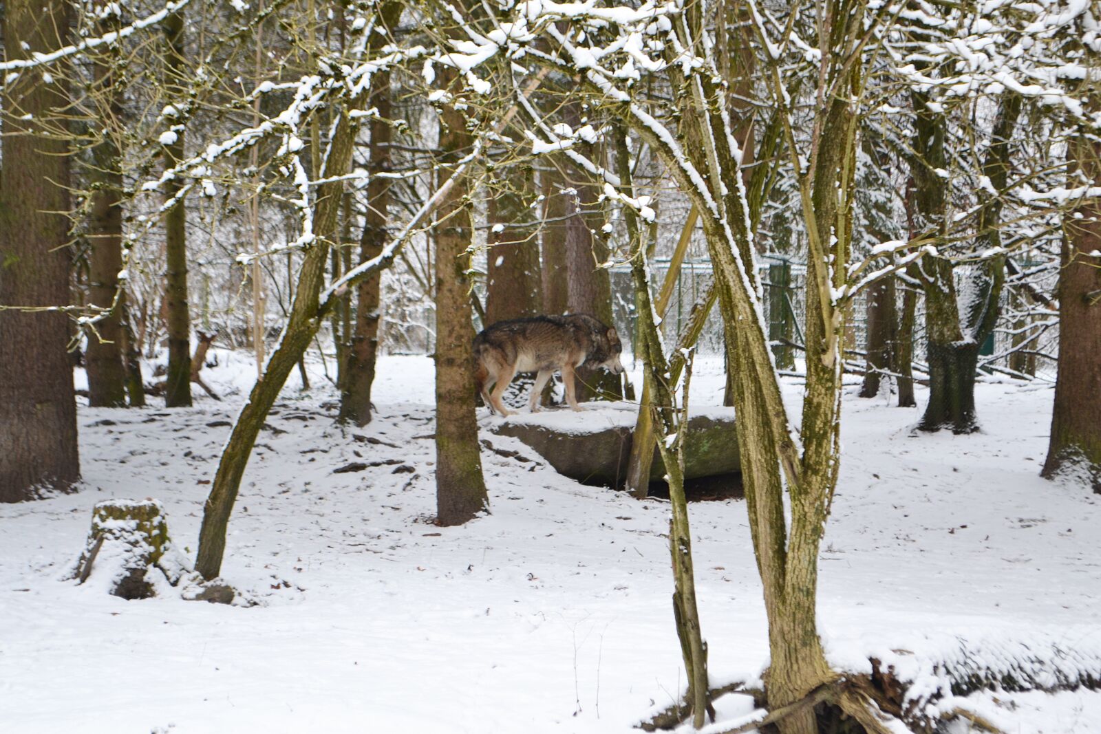 Nikon D3100 sample photo. Winter, snow, nature photography