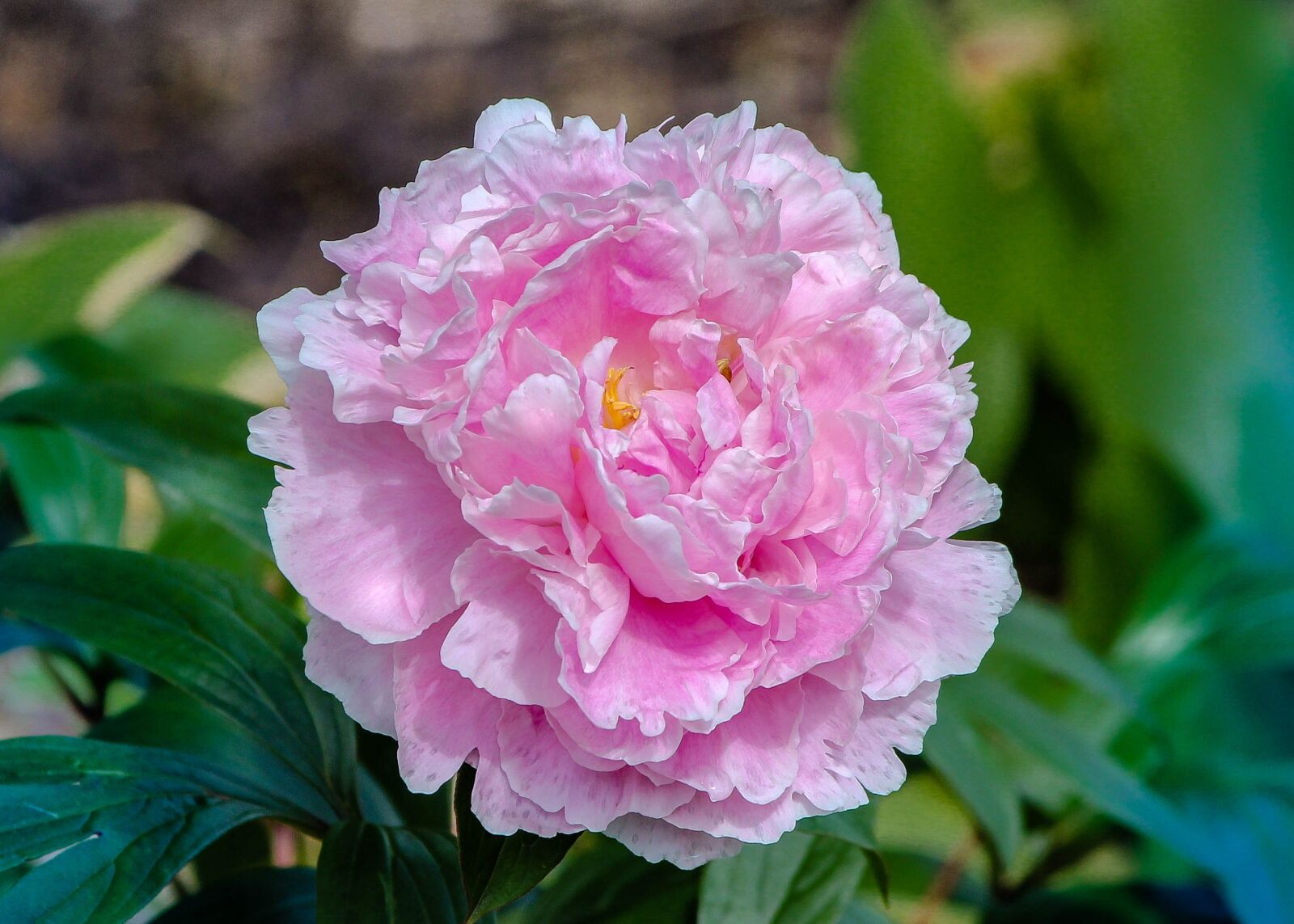 Canon EOS 600D (Rebel EOS T3i / EOS Kiss X5) sample photo. Peony, pink peony, pink photography