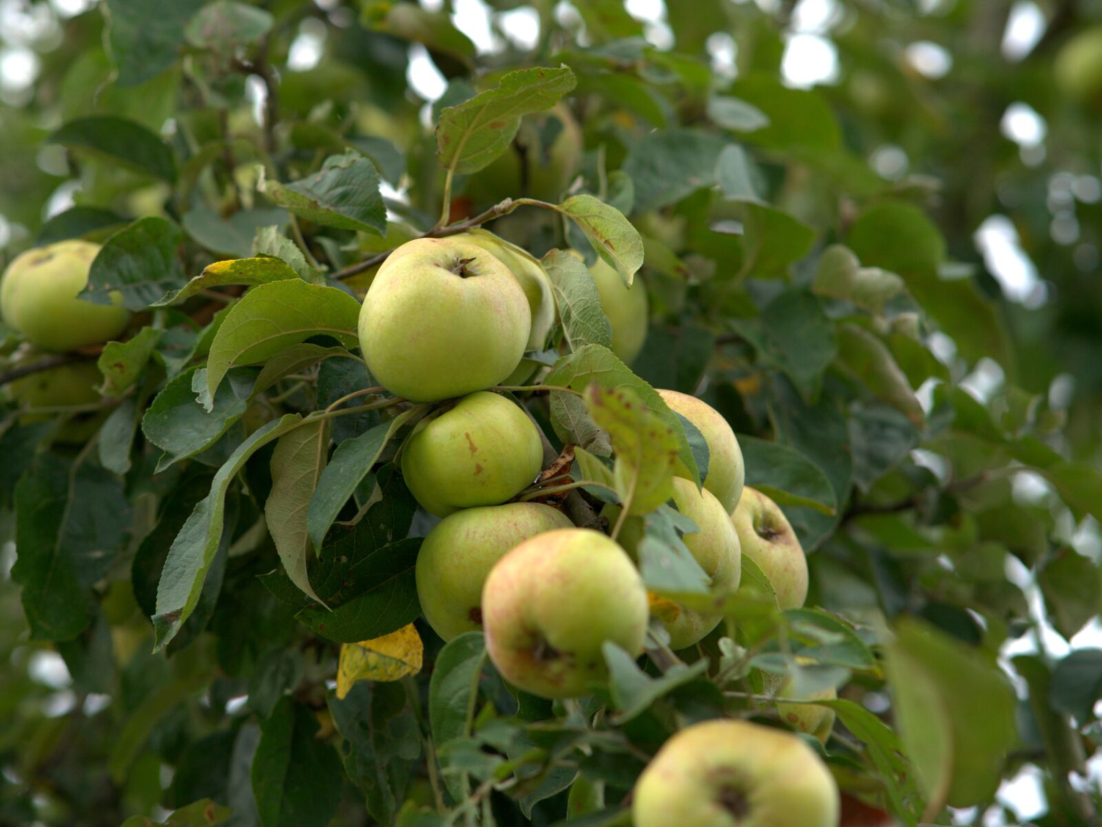 Sony a7 II + Sony FE 85mm F1.8 sample photo. Apple tree, apple, fruit photography