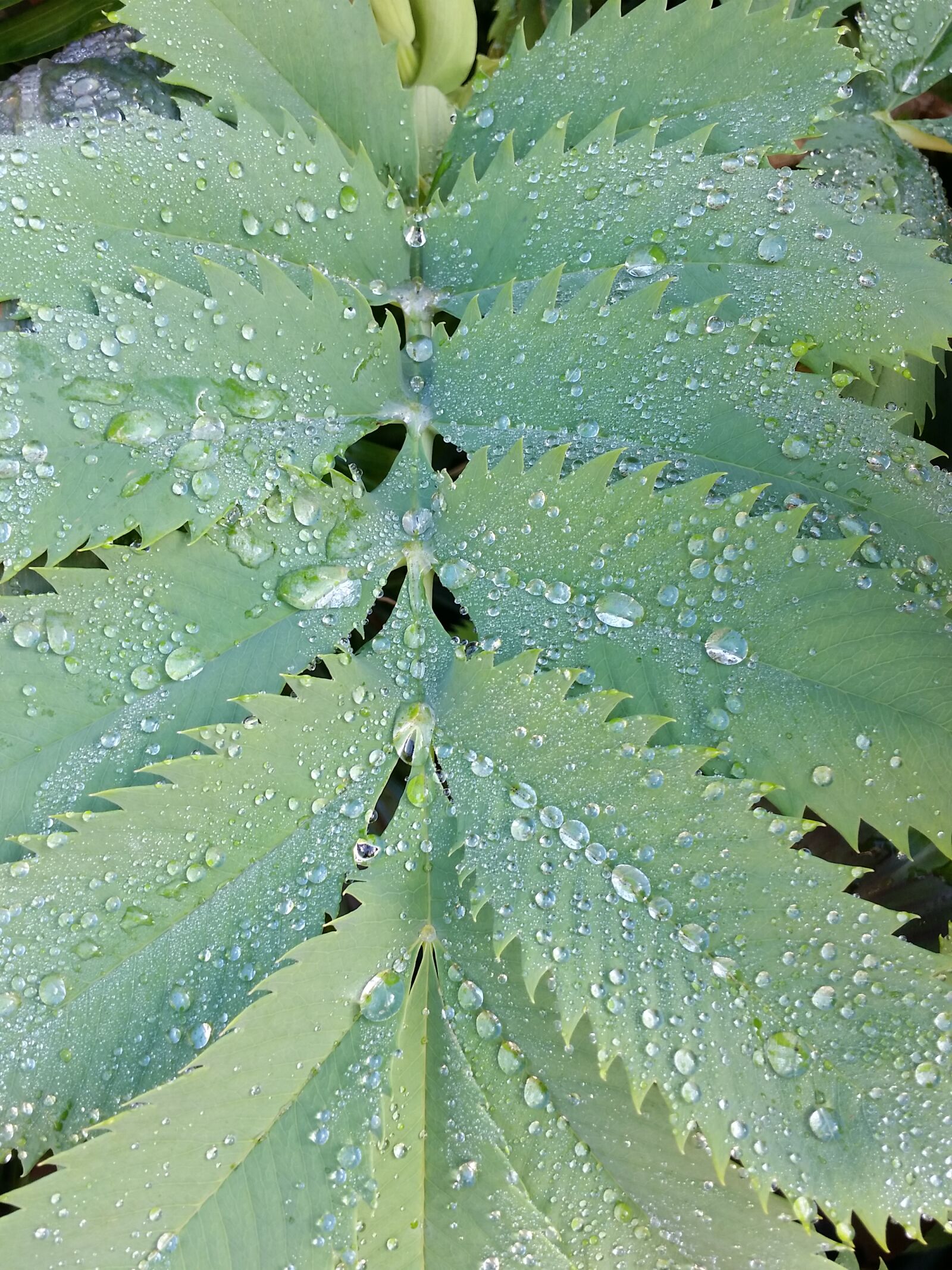 Samsung Galaxy S5 sample photo. After, the, rain, dew photography