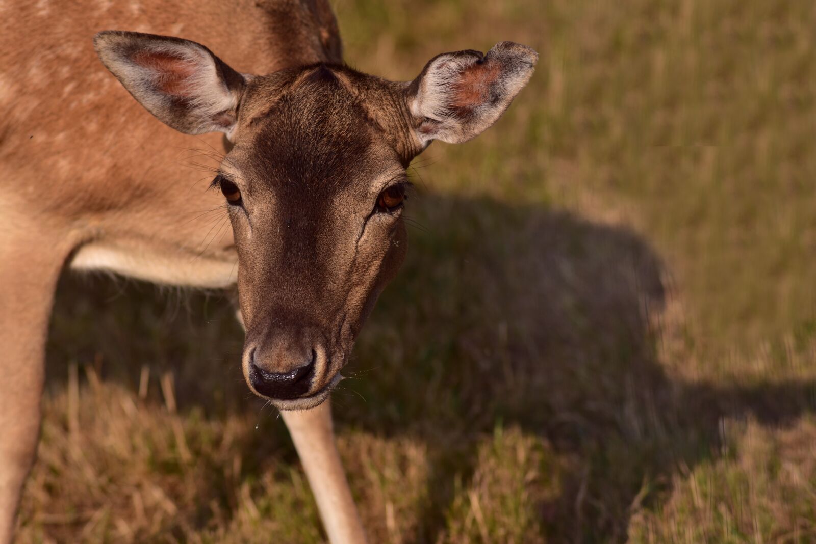Nikon D750 sample photo. Fallow deer, cow, female photography