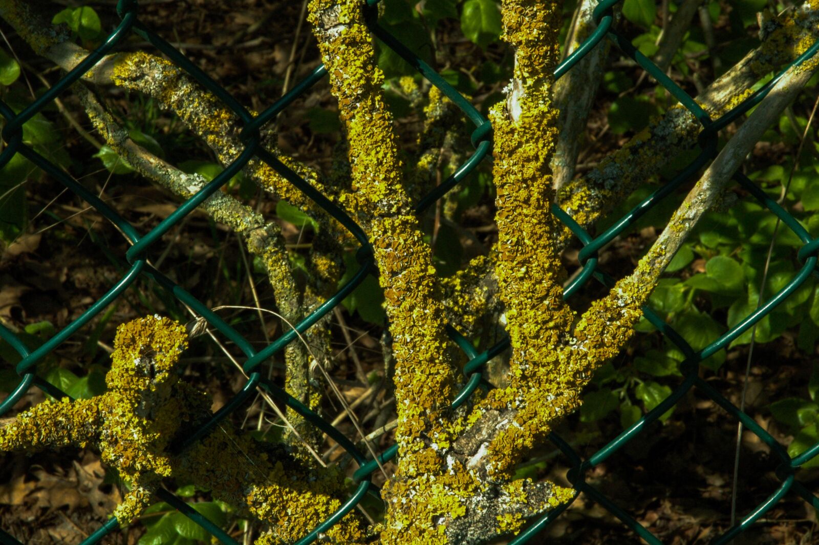 Nikon D70 sample photo. Branch, green, fence photography