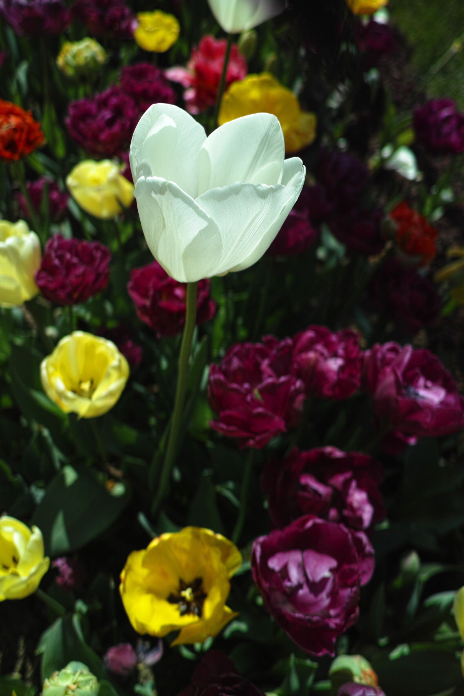 Sigma DP1 Merrill sample photo. Tulips, flower, tulip festival photography