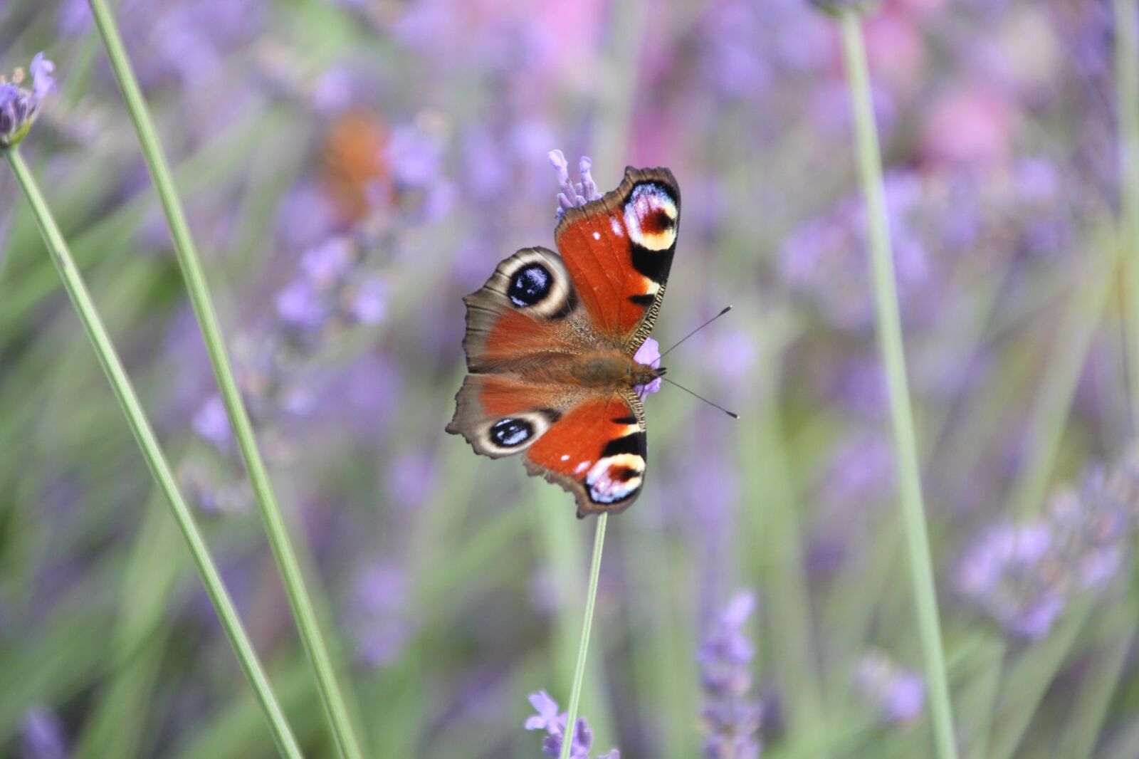 Canon EOS 100D (EOS Rebel SL1 / EOS Kiss X7) + Canon TS-E 90mm F2.8 Tilt-Shift sample photo. Butterfly, lavender, summer photography