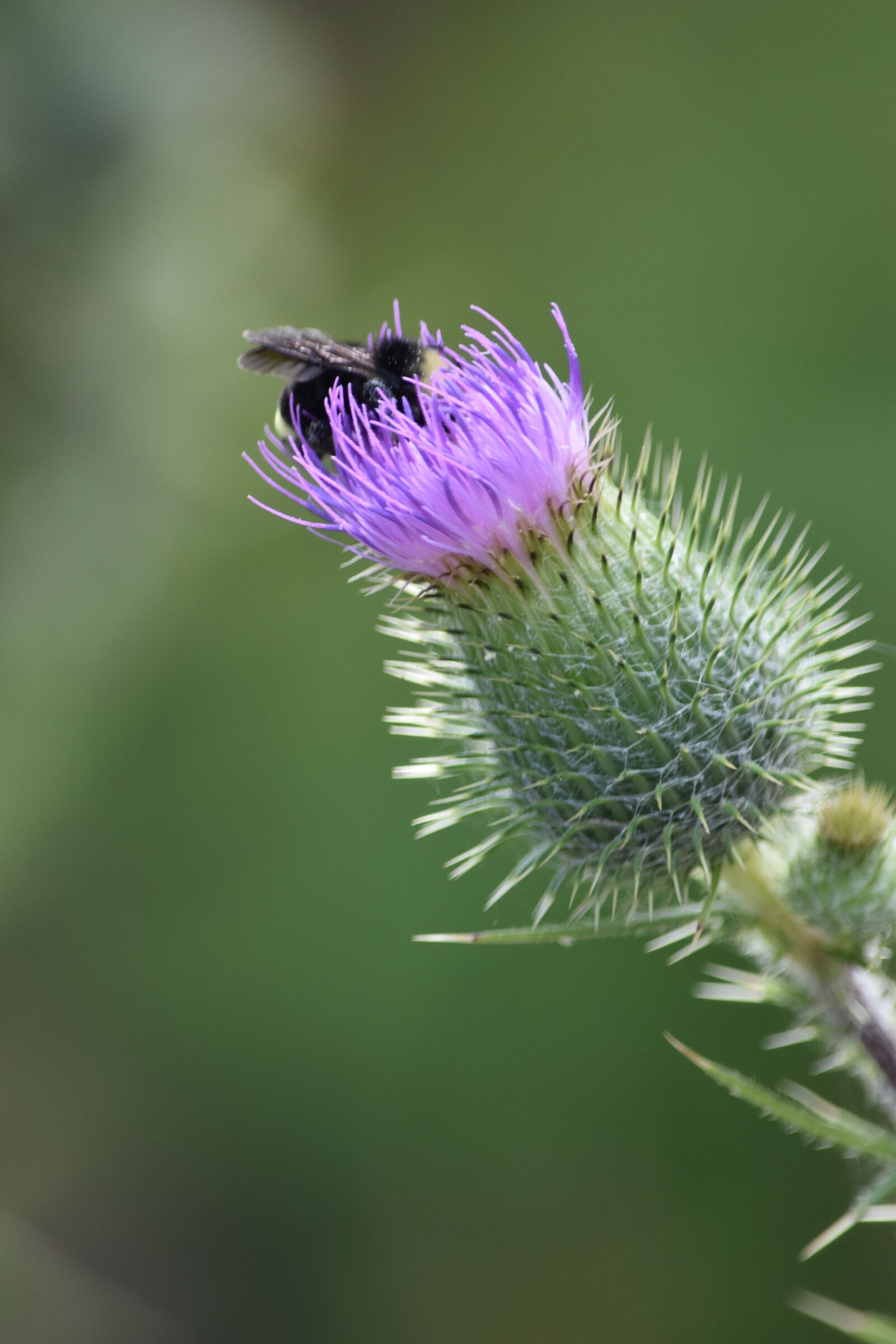 Nikon D5600 sample photo. Purple, thistle, blossom photography