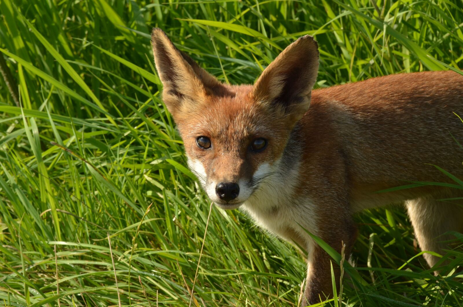 Nikon D7000 sample photo. Fox, predator, mammal photography