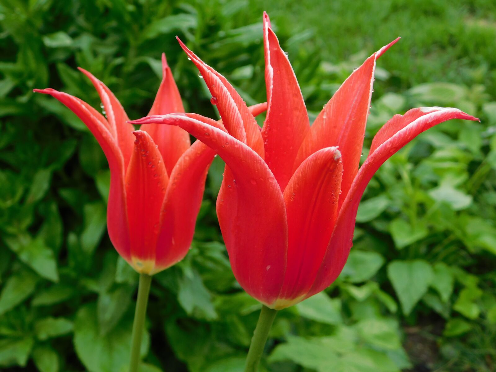 Nikon Coolpix B500 sample photo. Tulips, flora, spring photography