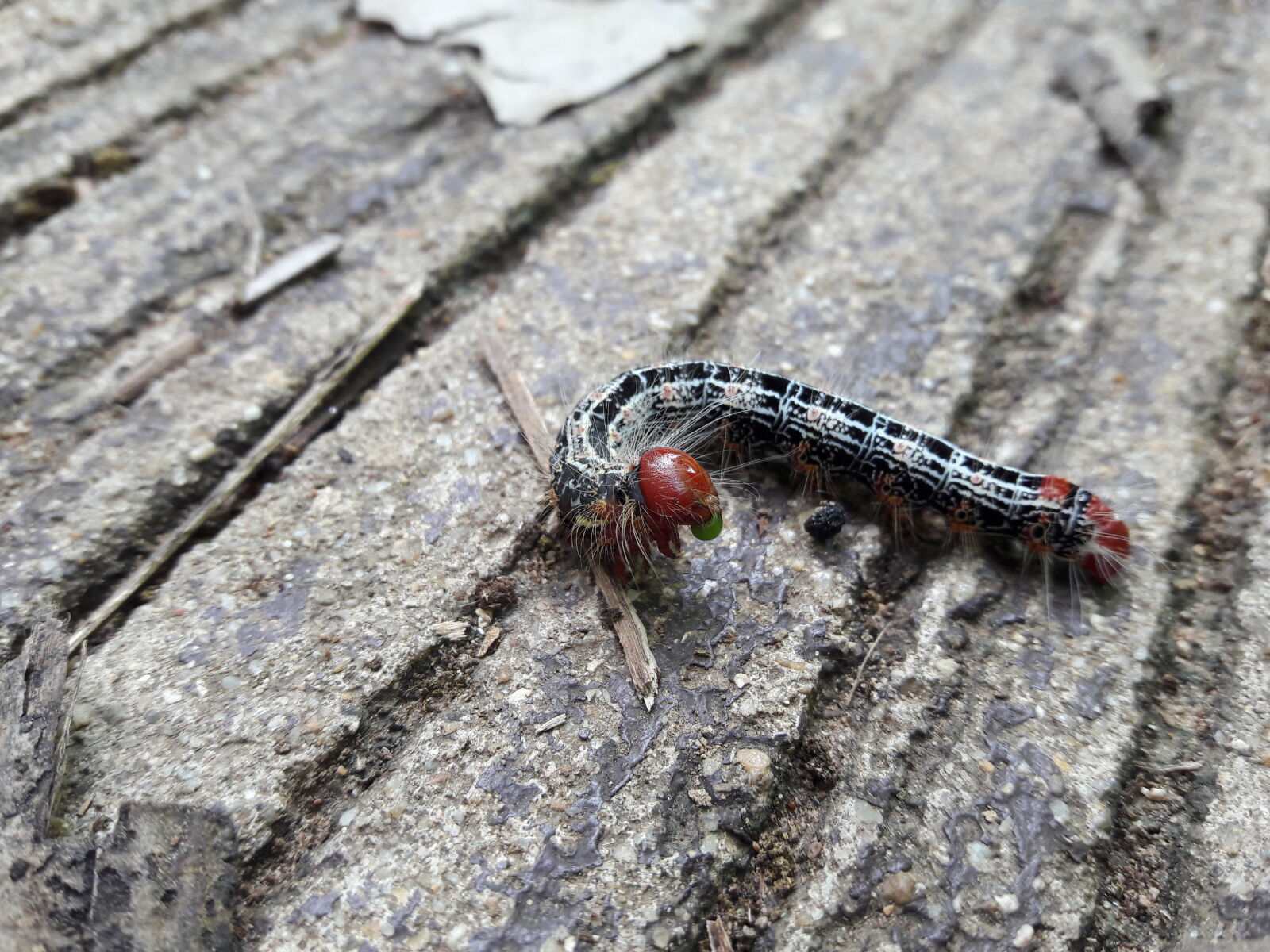 Samsung Galaxy J7 sample photo. Caterpillar photography