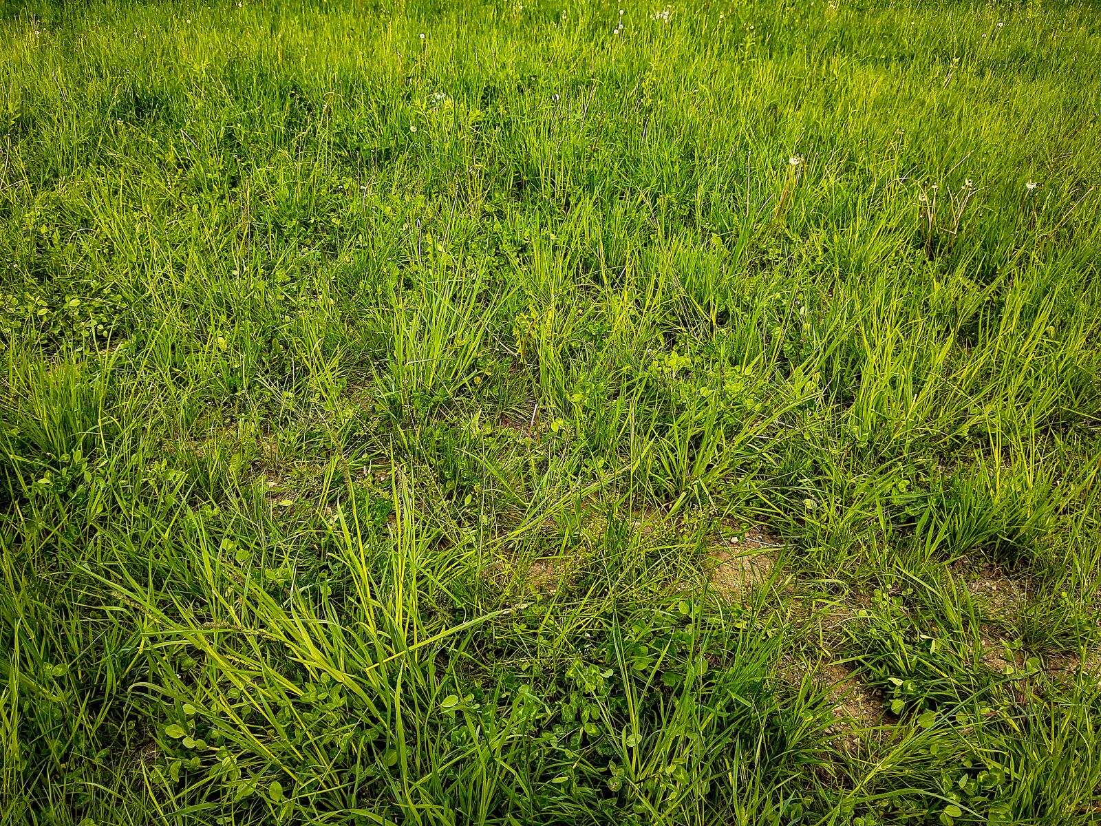 Motorola ONE ACTION sample photo. Green, grass, nature photography