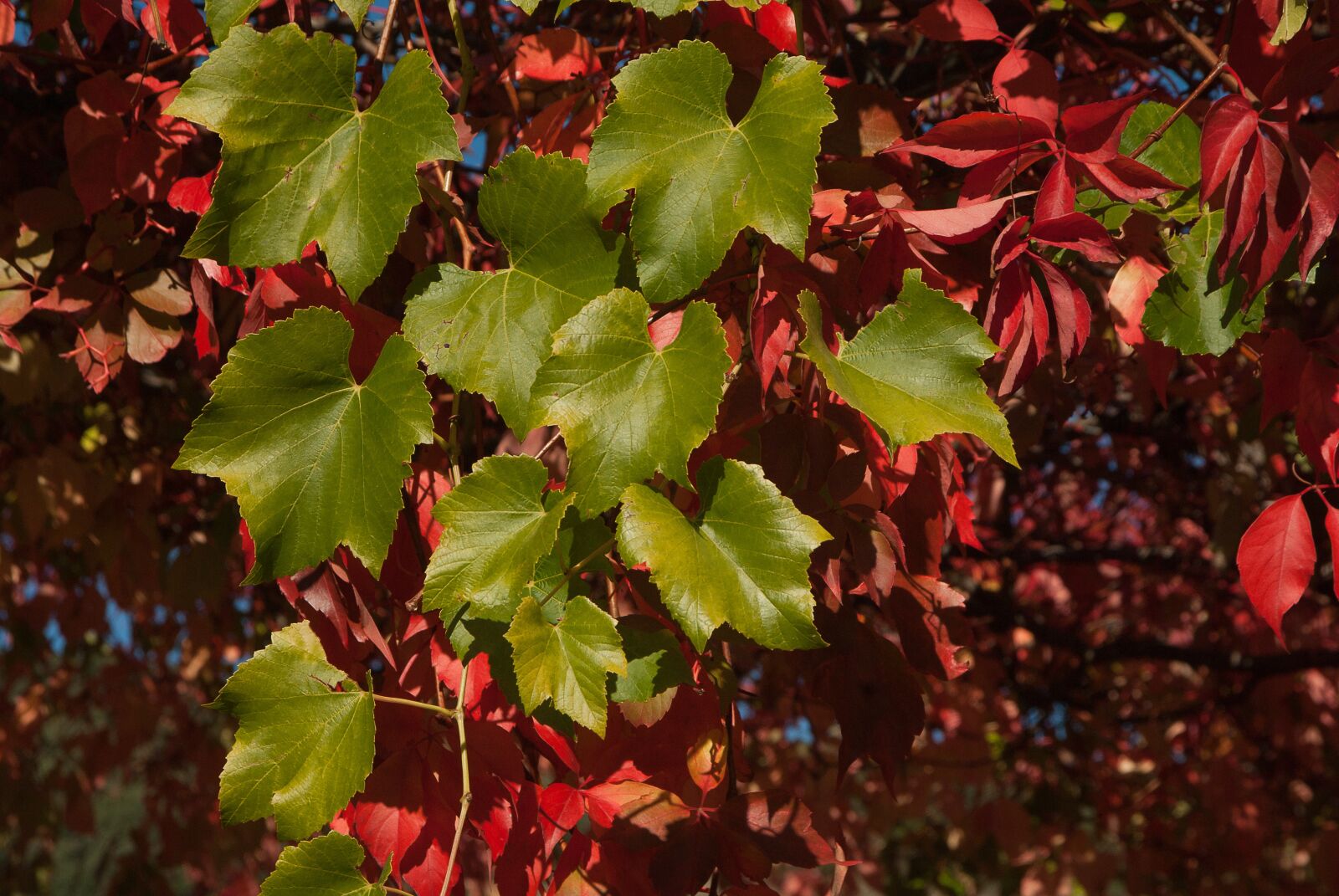 Pentax K10D sample photo. Creeper, leaves, fall photography