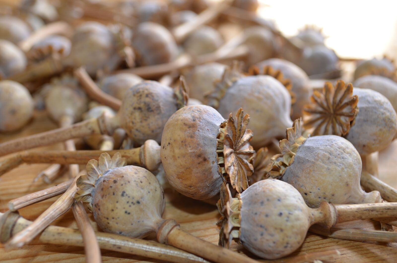 Nikon D5100 sample photo. Poppies dried, dried flowers photography