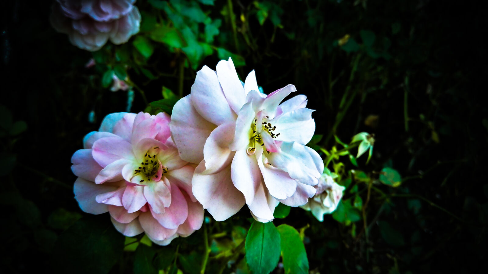 HUAWEI P8 sample photo. Flower, garden, love, nature photography