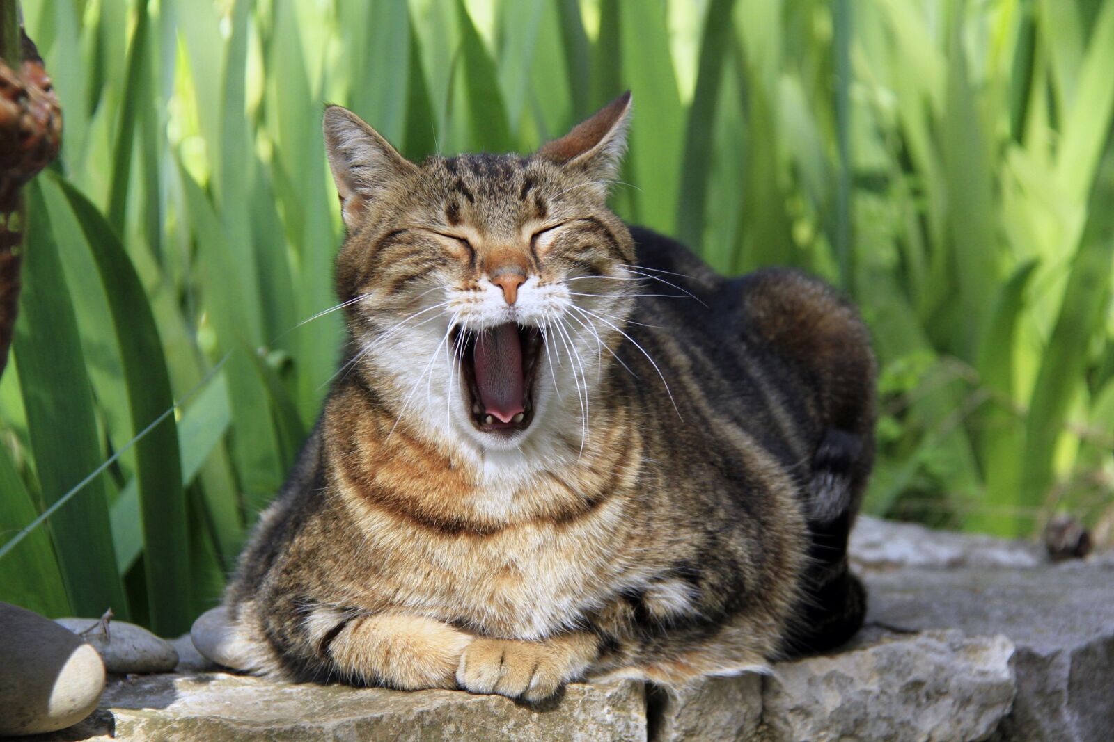 Canon EF-S 18-200mm F3.5-5.6 IS sample photo. Cat, yawning, feline photography