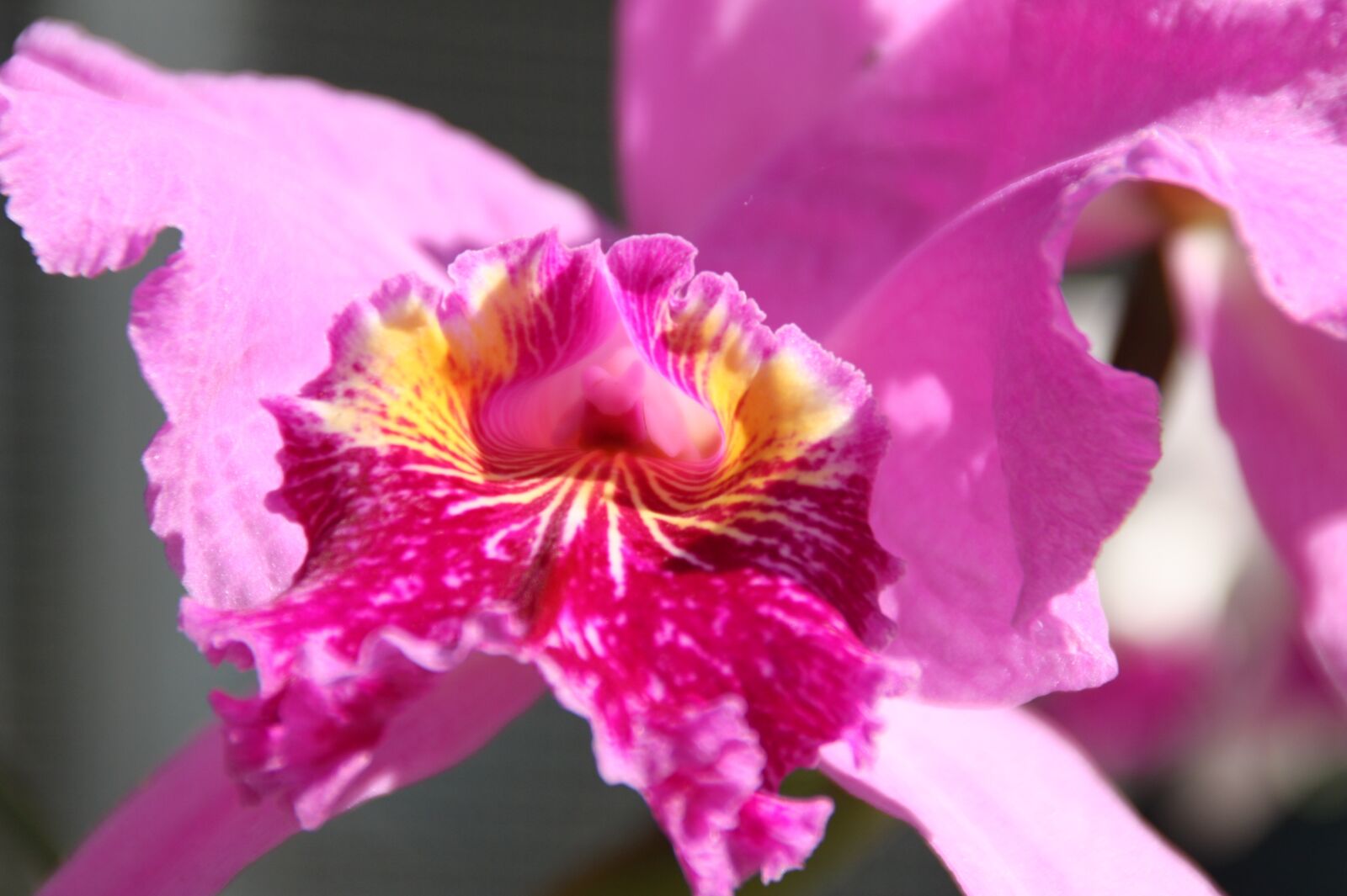 Canon EOS 450D (EOS Rebel XSi / EOS Kiss X2) sample photo. Spring, flowers, orchids photography