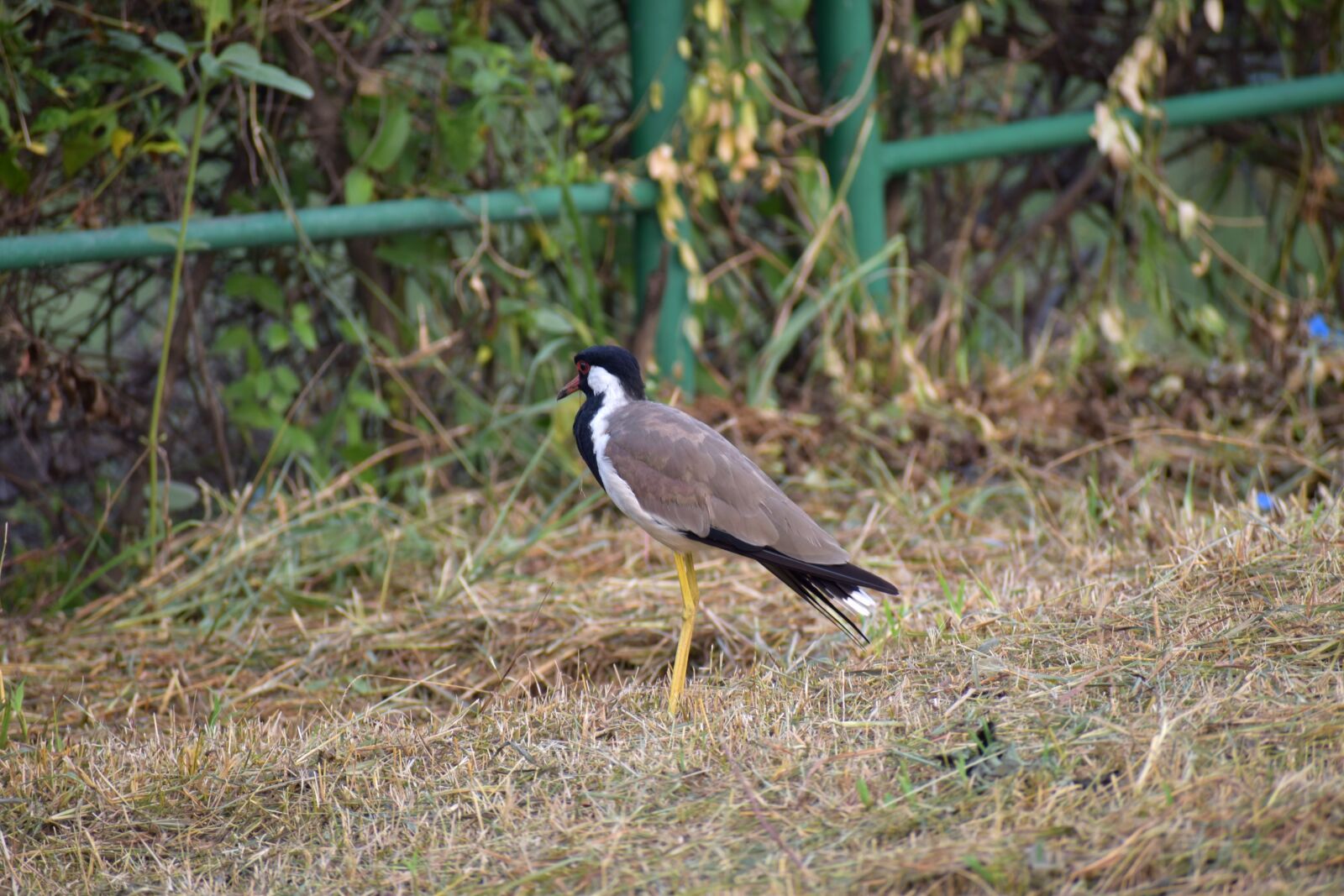 Nikon D5600 sample photo. Red-wattled lapwing, wader bird photography