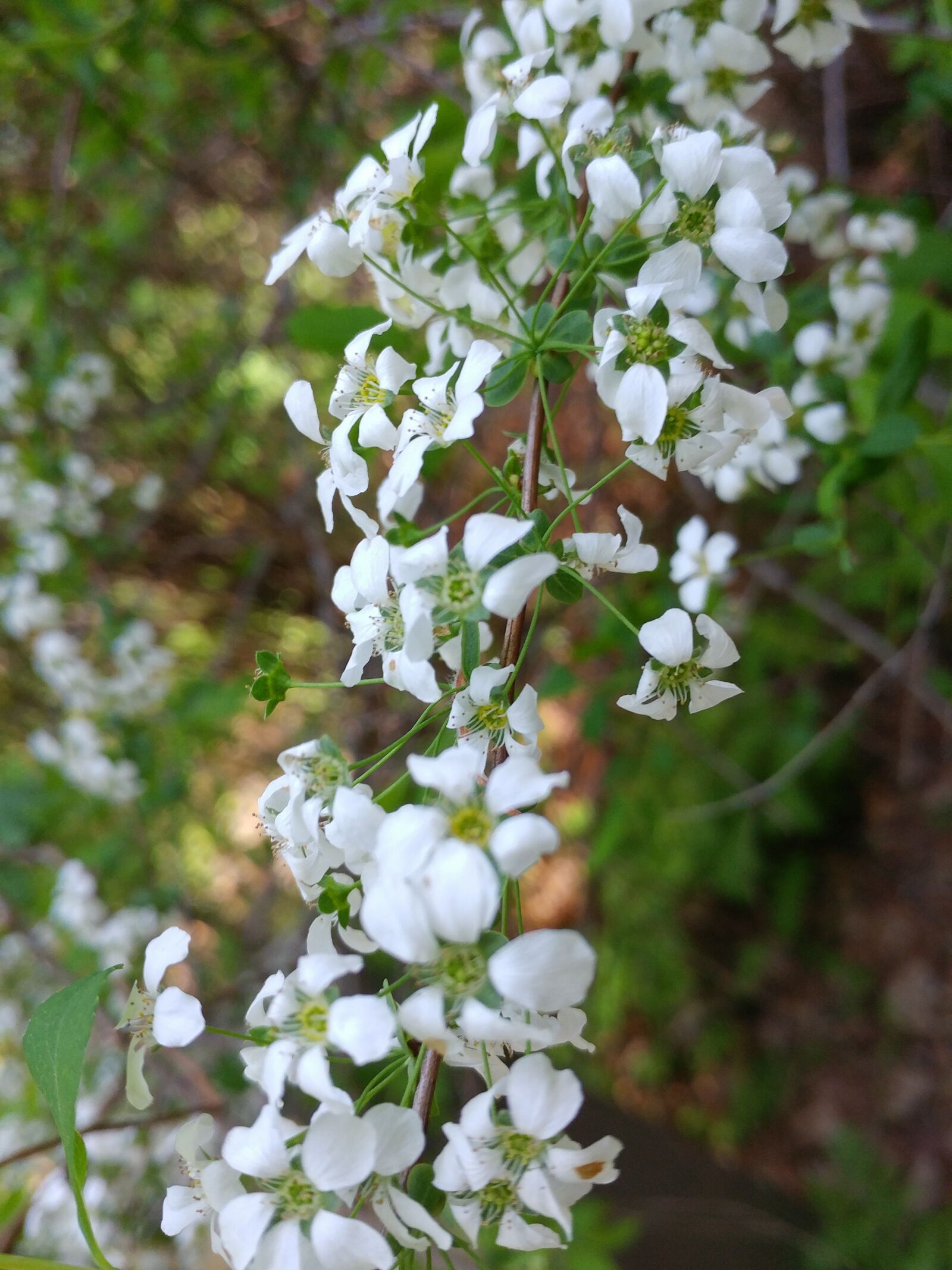 LG G5 sample photo. Flowers, nature, plants photography