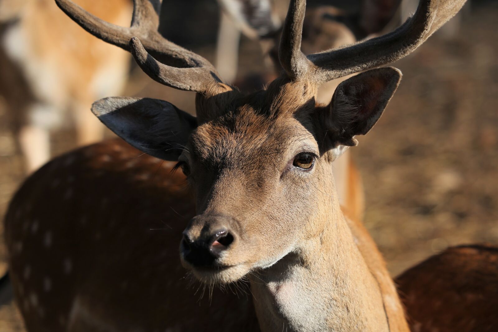 Canon EF 70-300 F4-5.6 IS II USM sample photo. Young deer, horns, male photography