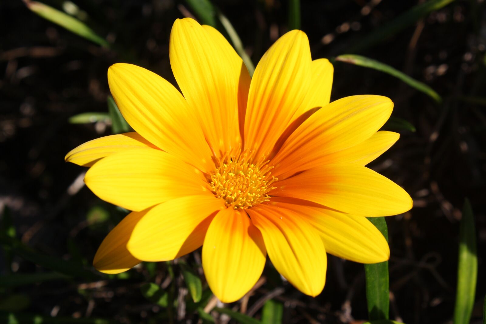 Canon EOS 1000D (EOS Digital Rebel XS / EOS Kiss F) sample photo. Flower, yellow, sunny photography