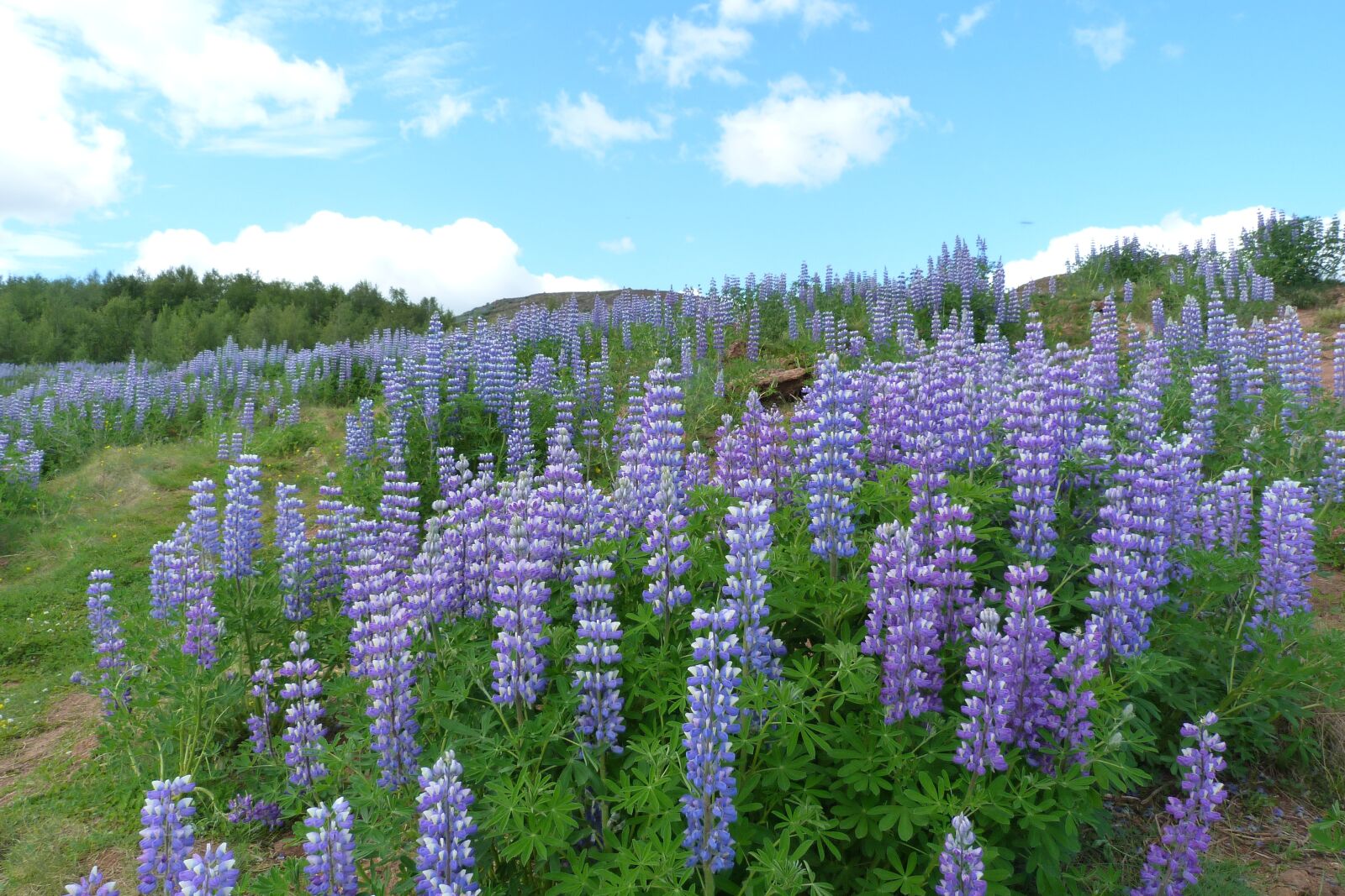 Panasonic Lumix DMC-FZ40 (Lumix DMC-FZ45) sample photo. Nature, lupin, alaskan photography
