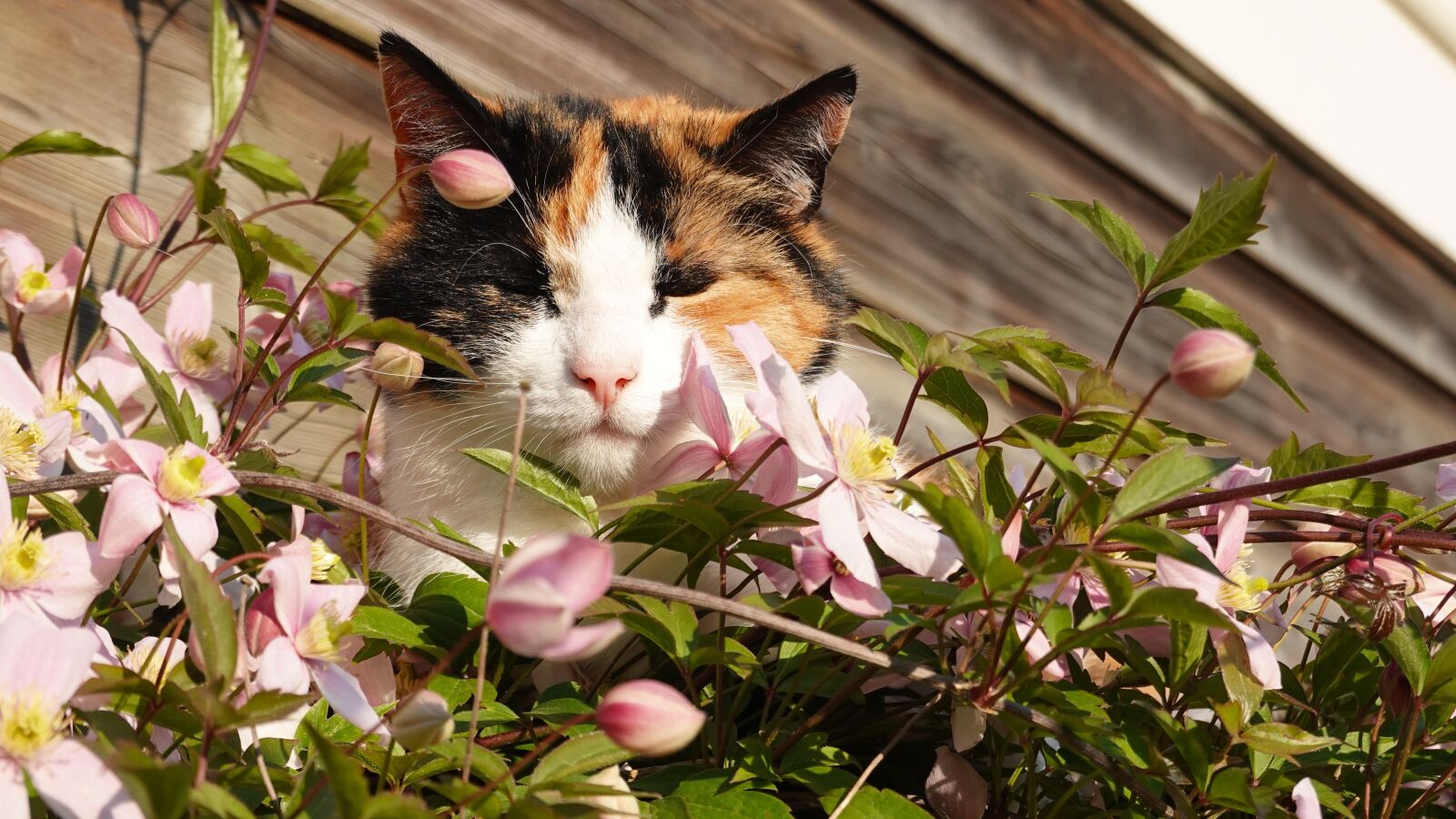 Sony Cyber-shot DSC-RX100 VI sample photo. Cat, clematis montana, cocky photography