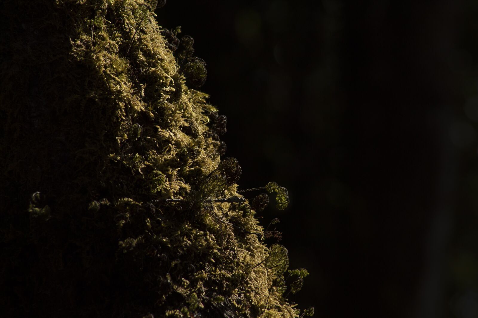 Canon EF75-300mm f/4-5.6 sample photo. Forest, nature, jungle photography