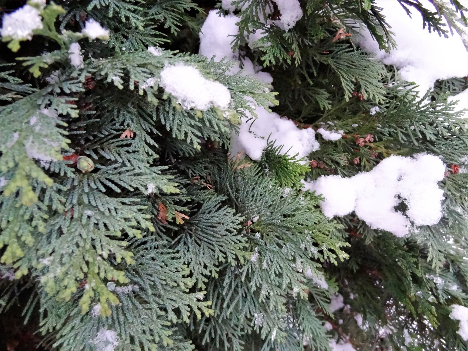 Sony Cyber-shot DSC-HX9V sample photo. Winter, snow, tree photography