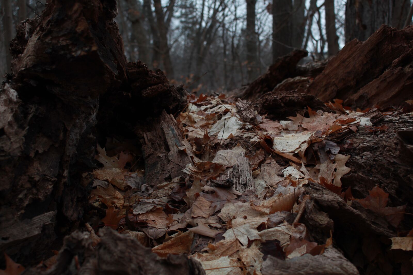 Canon EOS 1300D (EOS Rebel T6 / EOS Kiss X80) sample photo. Forest, landscape, leaves photography