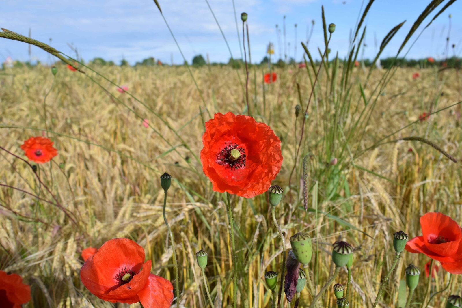 Nikon D3300 sample photo. Field, summer, grass, flora photography