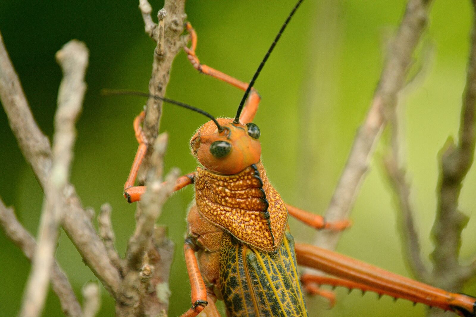 Nikon D5200 sample photo. Grasshopper, cricket, insect photography