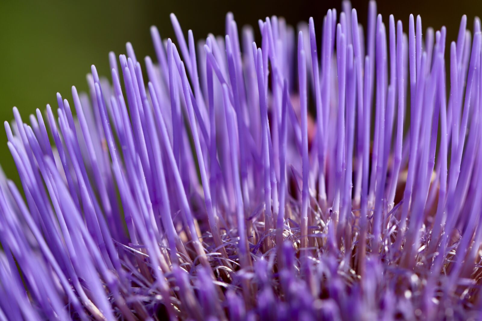 Canon EOS 800D (EOS Rebel T7i / EOS Kiss X9i) sample photo. Artichoke, artichoke flower, purple photography