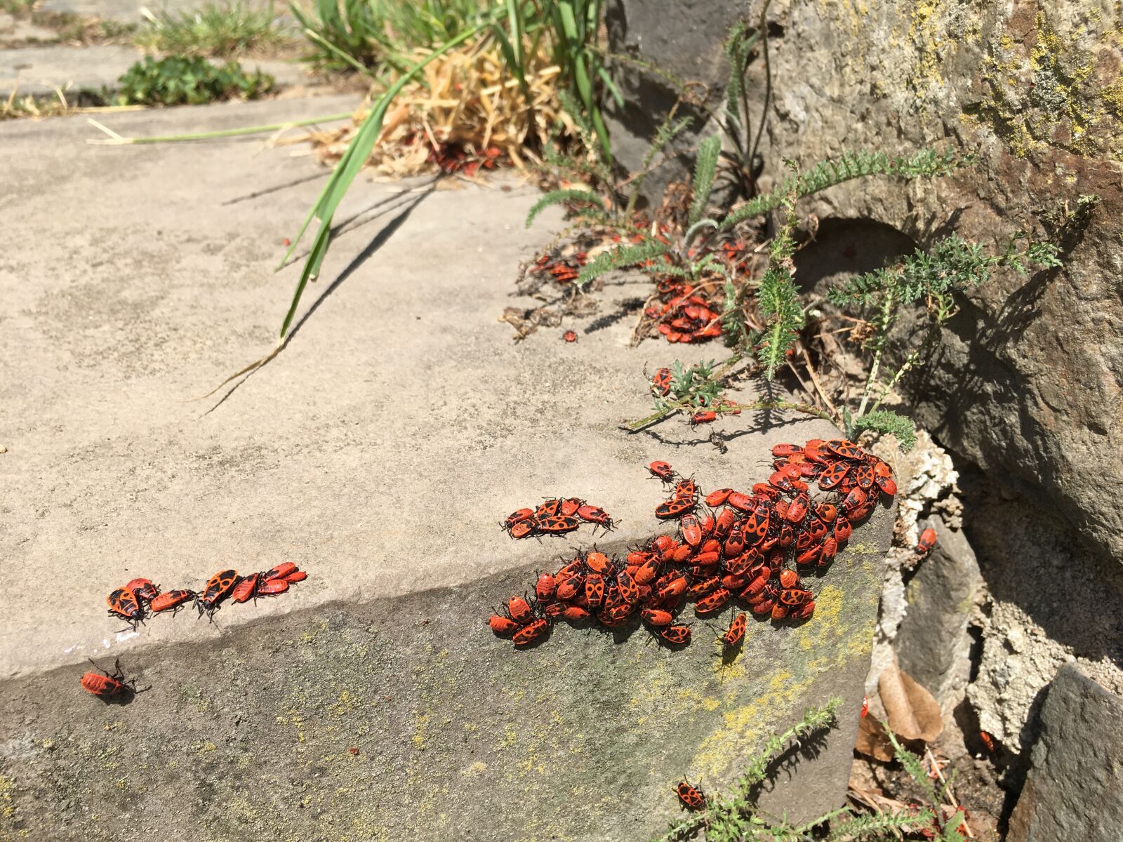 iPhone 6s Plus back camera 4.15mm f/2.2 sample photo. Versammlung, läuse, struktur photography
