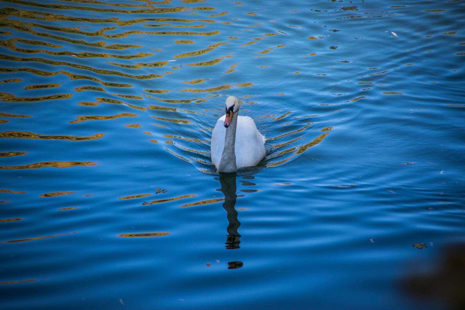 Nikon D5300 sample photo. Swan, water, lake photography