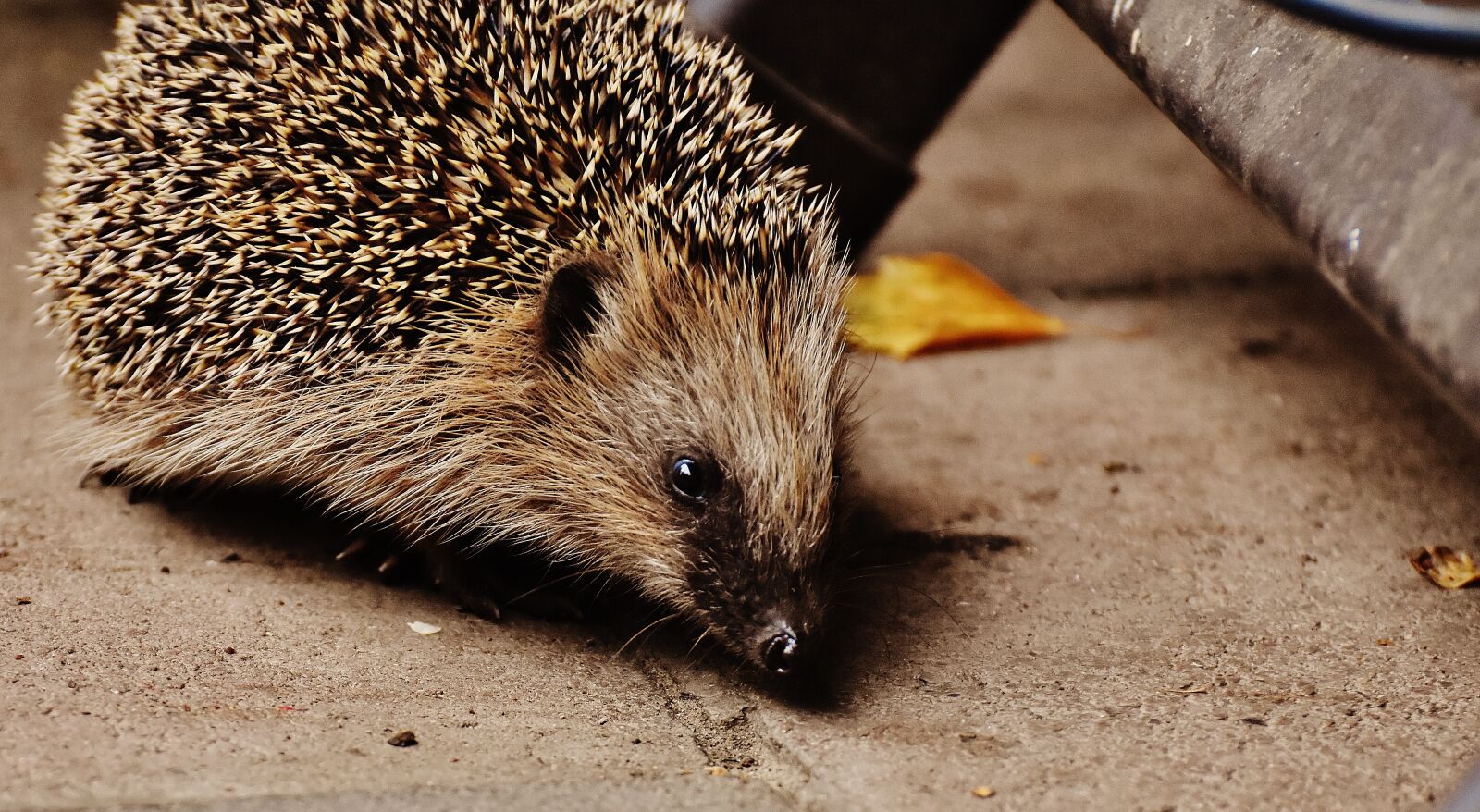 Nikon D7200 sample photo. Hedgehog child, young hedgehog photography