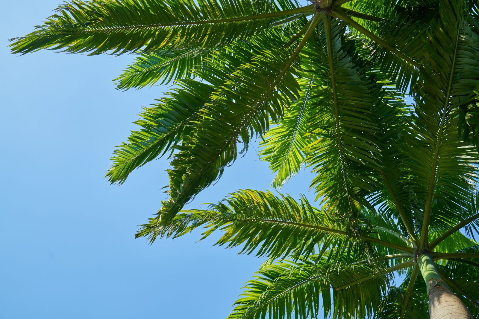 Sony a7R II sample photo. Tree, green, wood tissue photography