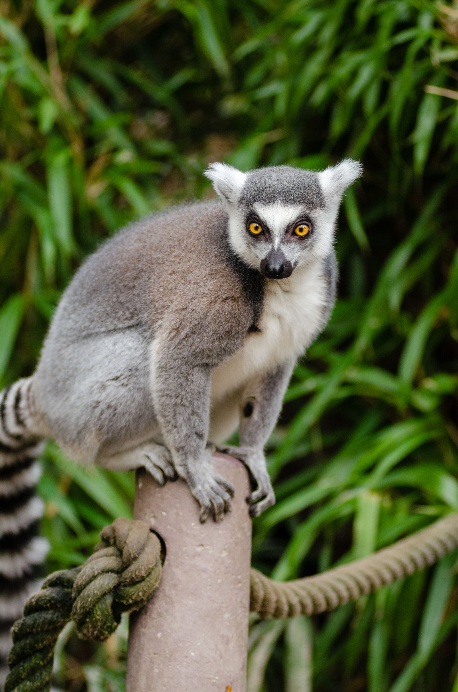 AF Zoom-Nikkor 80-200mm f/2.8 ED sample photo. Ring, tailed, lemur, on photography