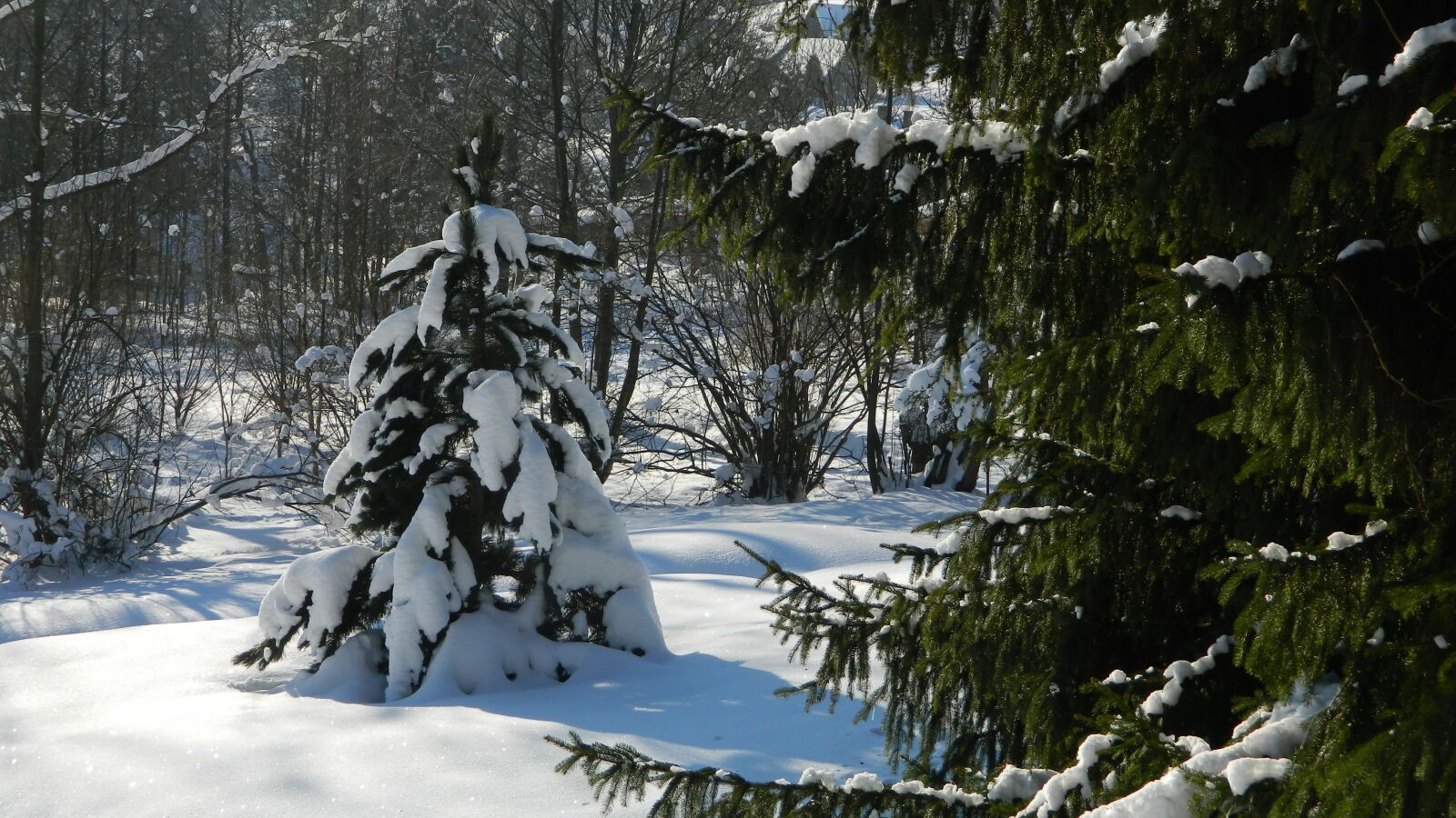 Nikon Coolpix L120 sample photo. Winter, snow, tree photography