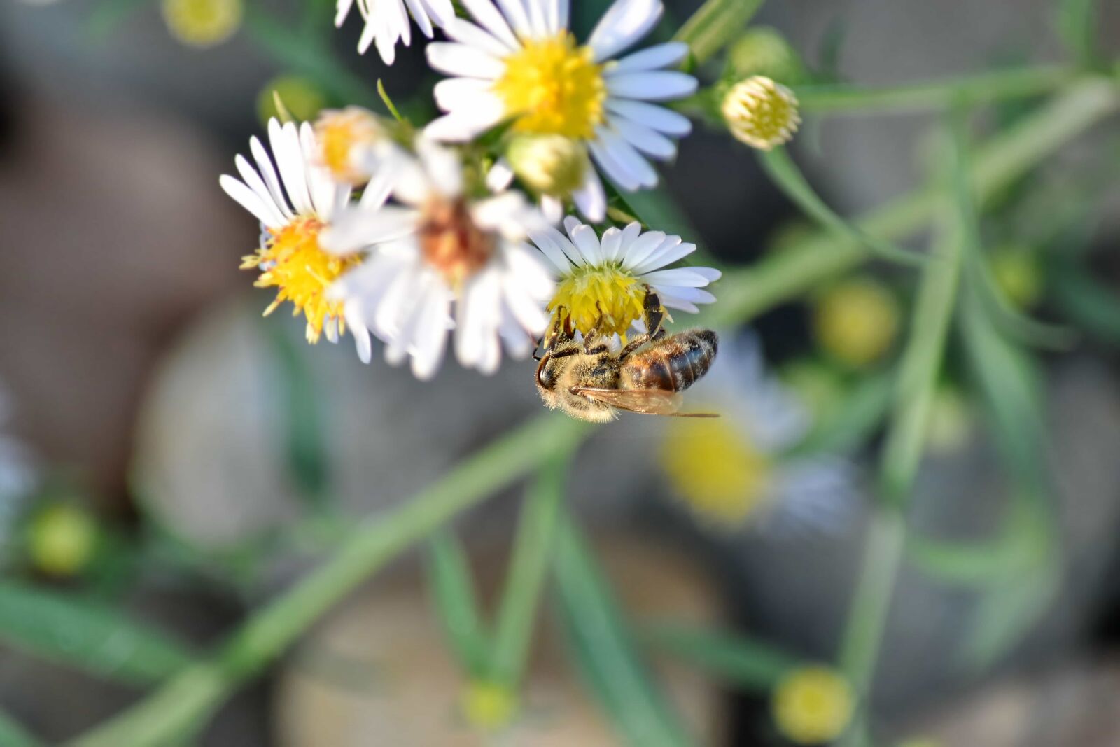 Nikon D5500 sample photo. Chamomile, detail, honeybee, insect photography