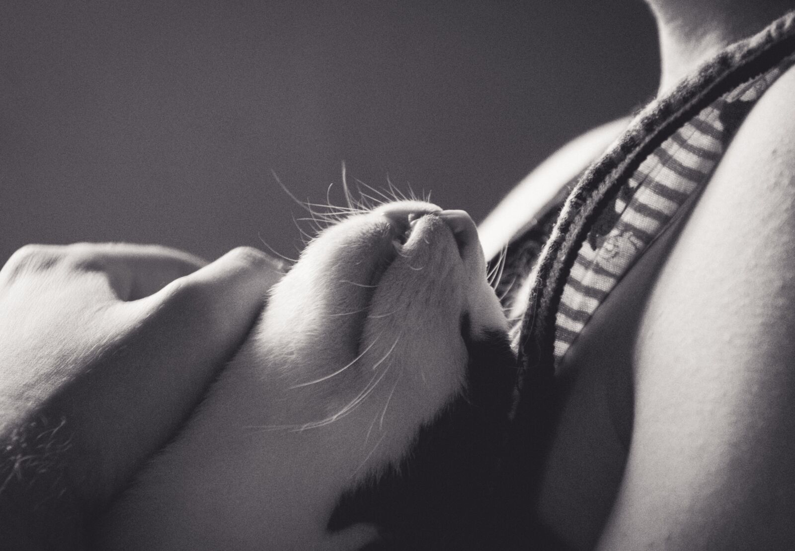 Nikon D5200 sample photo. Cat, black and white photography