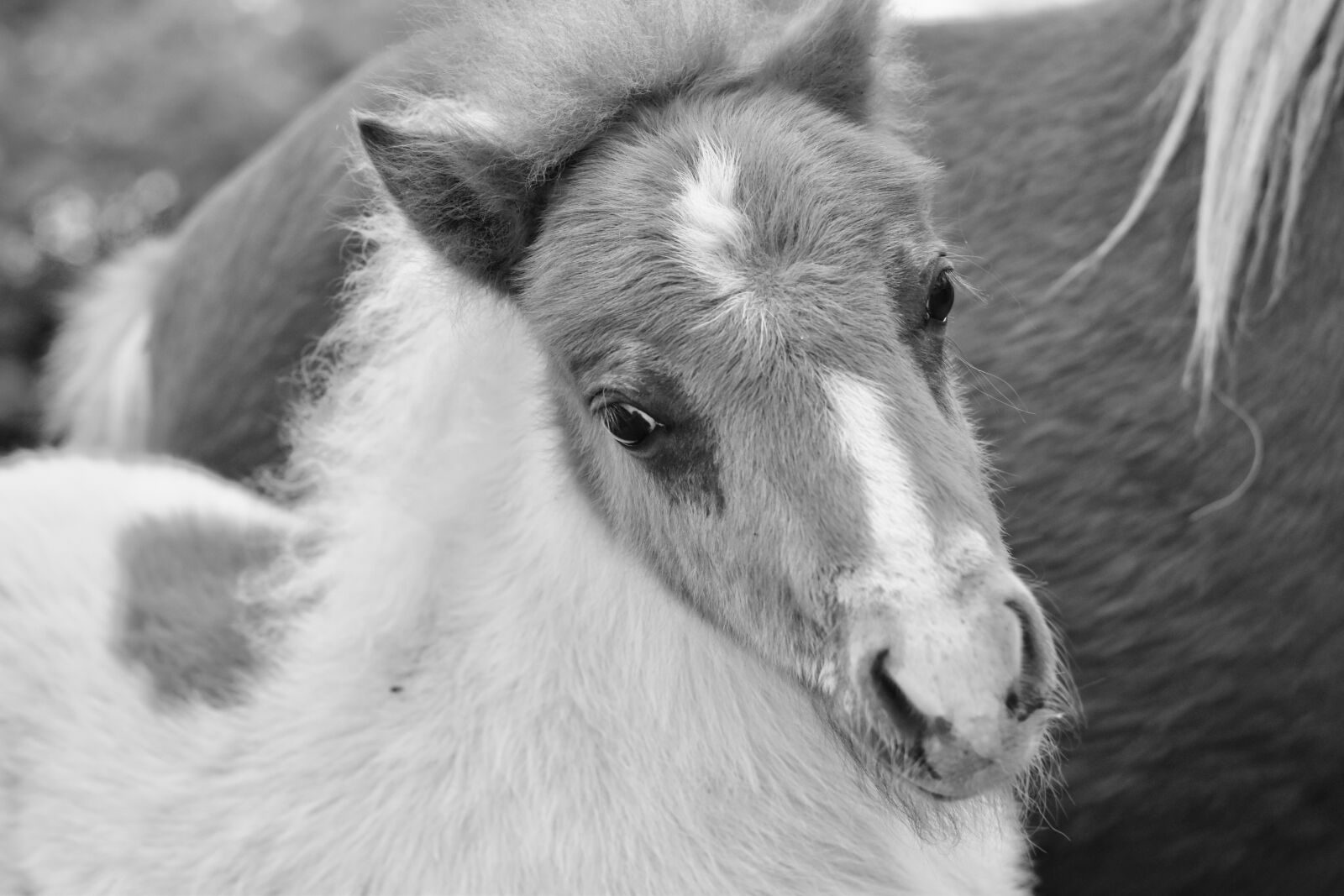 Nikon D5600 sample photo. Pony, black and white photography