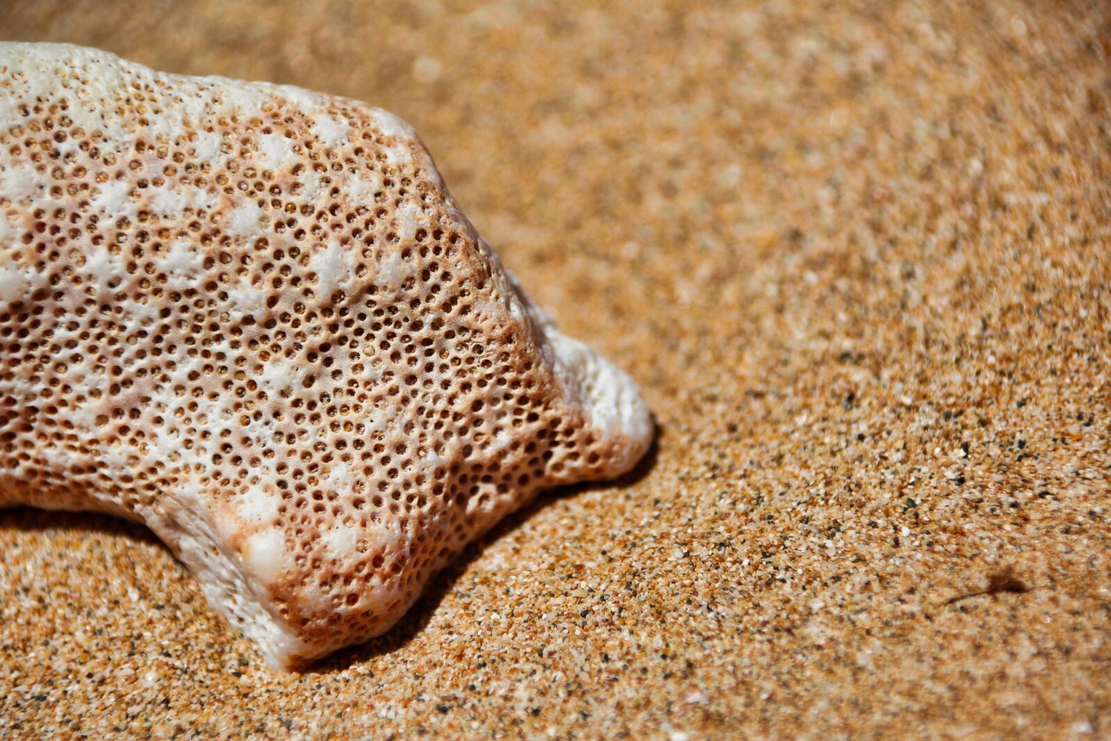Canon EOS 1200D (EOS Rebel T5 / EOS Kiss X70 / EOS Hi) sample photo. Coral, sand, nature photography