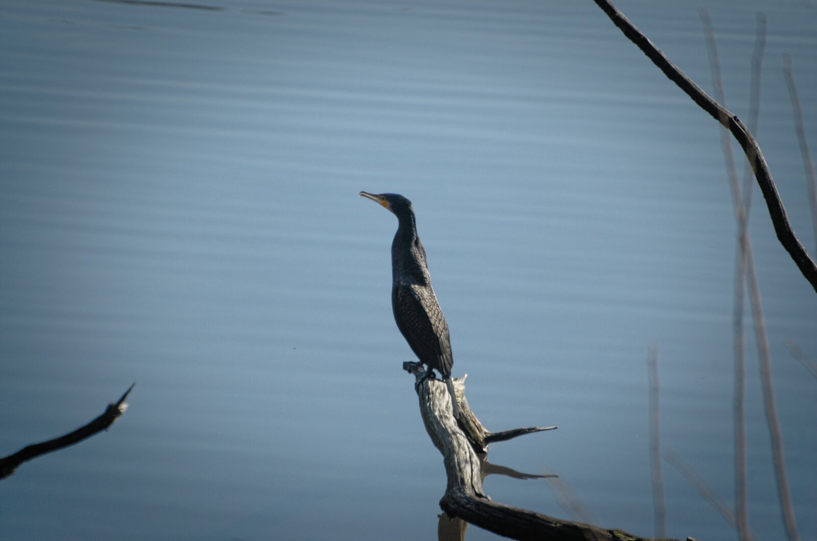 Nikon D70 sample photo. Cormorant, bird, seevogel photography