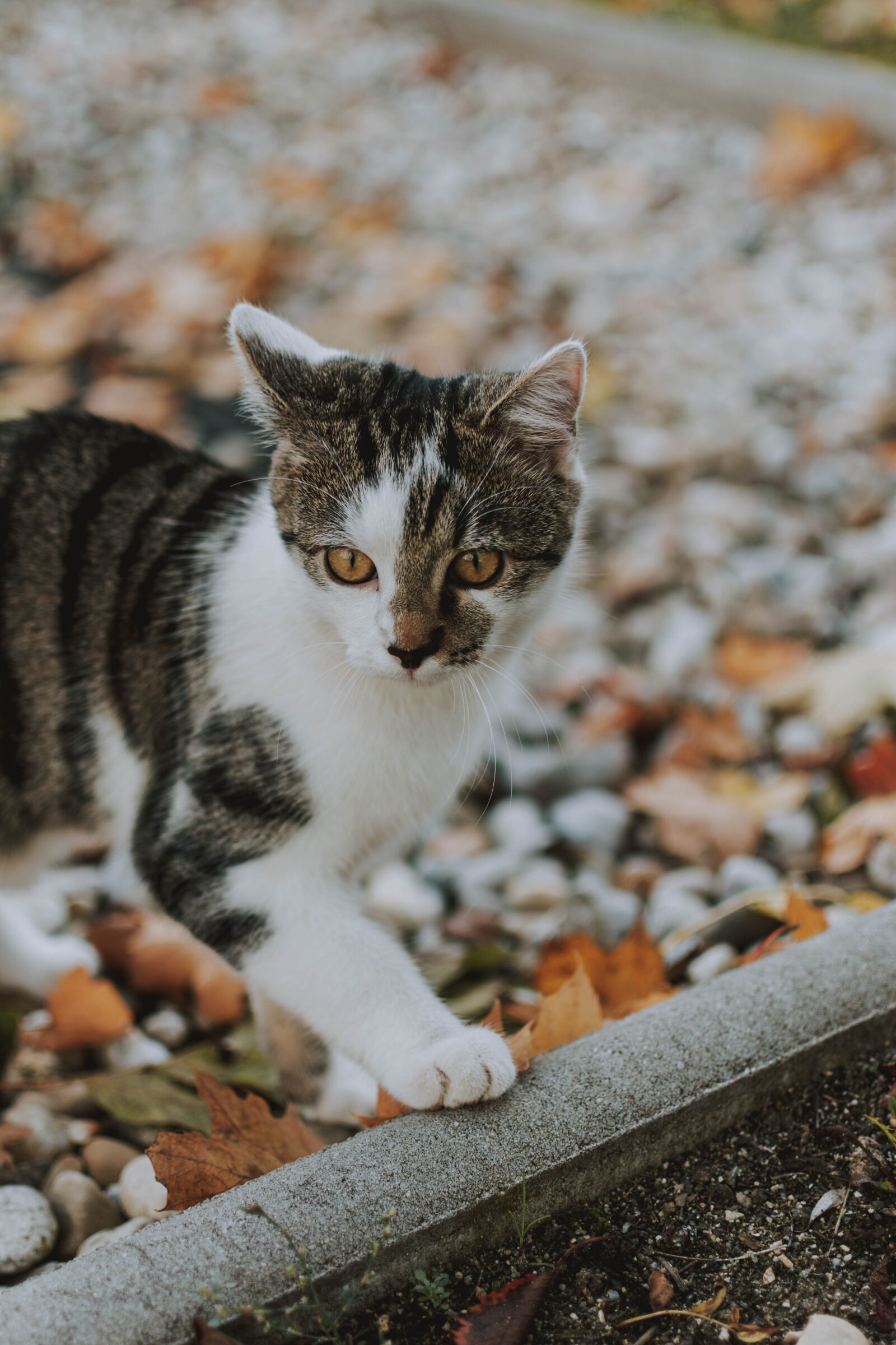 Nikon D5200 sample photo. Cat, leaves, nature photography
