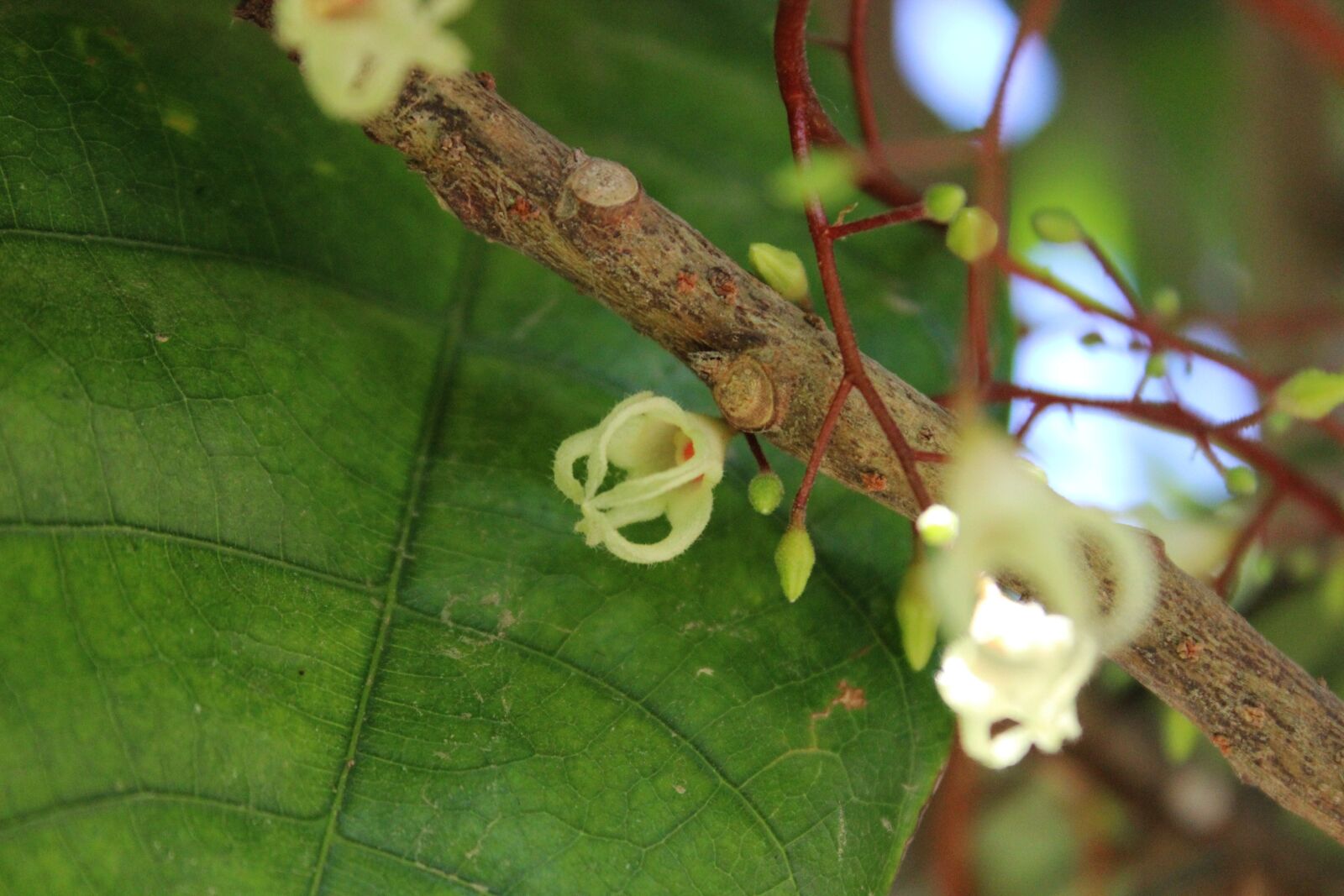 Canon EOS 600D (Rebel EOS T3i / EOS Kiss X5) sample photo. Chestnuts, flower, nature photography