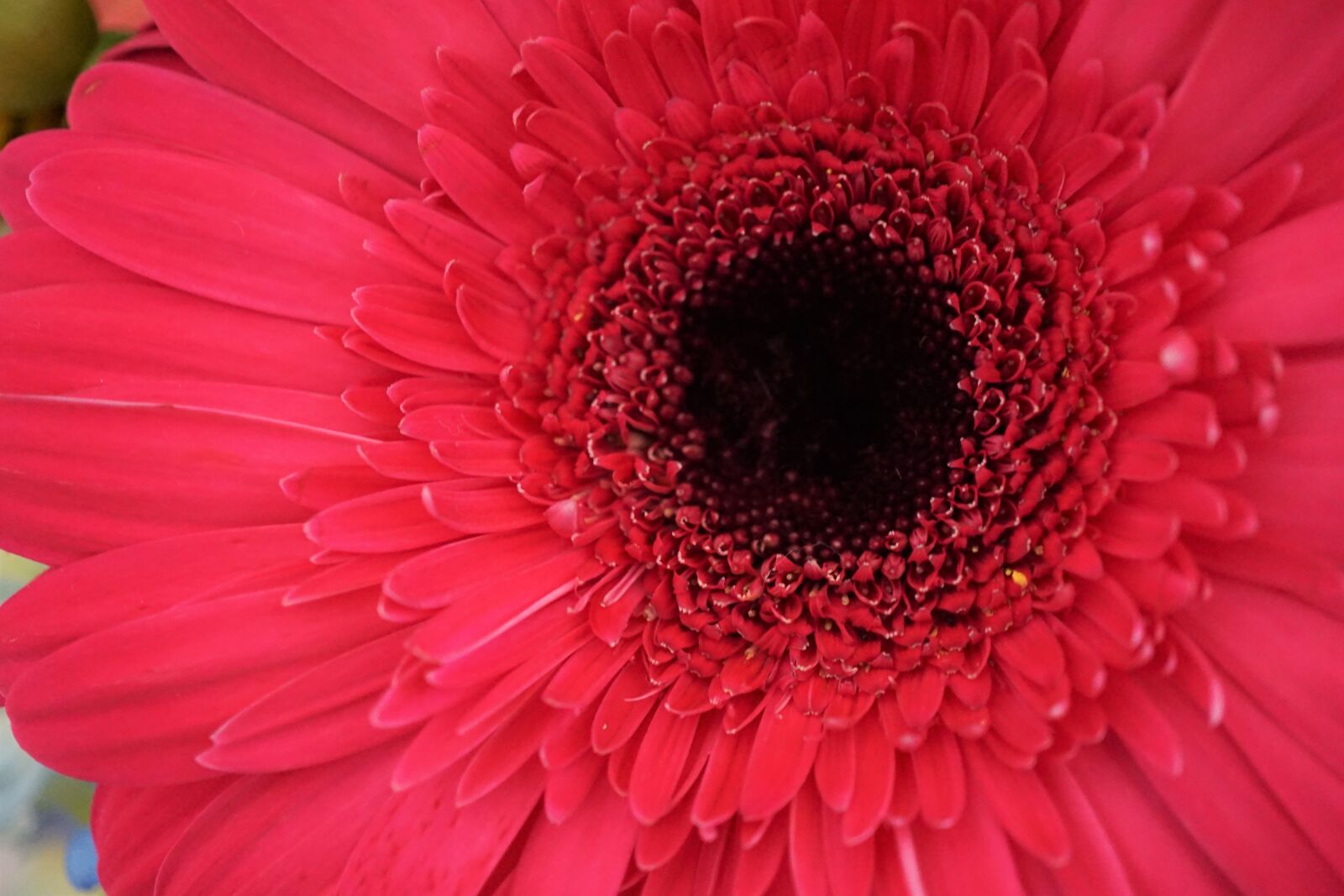 Sony a6000 sample photo. Beautiful, flowers, daisy, flower photography