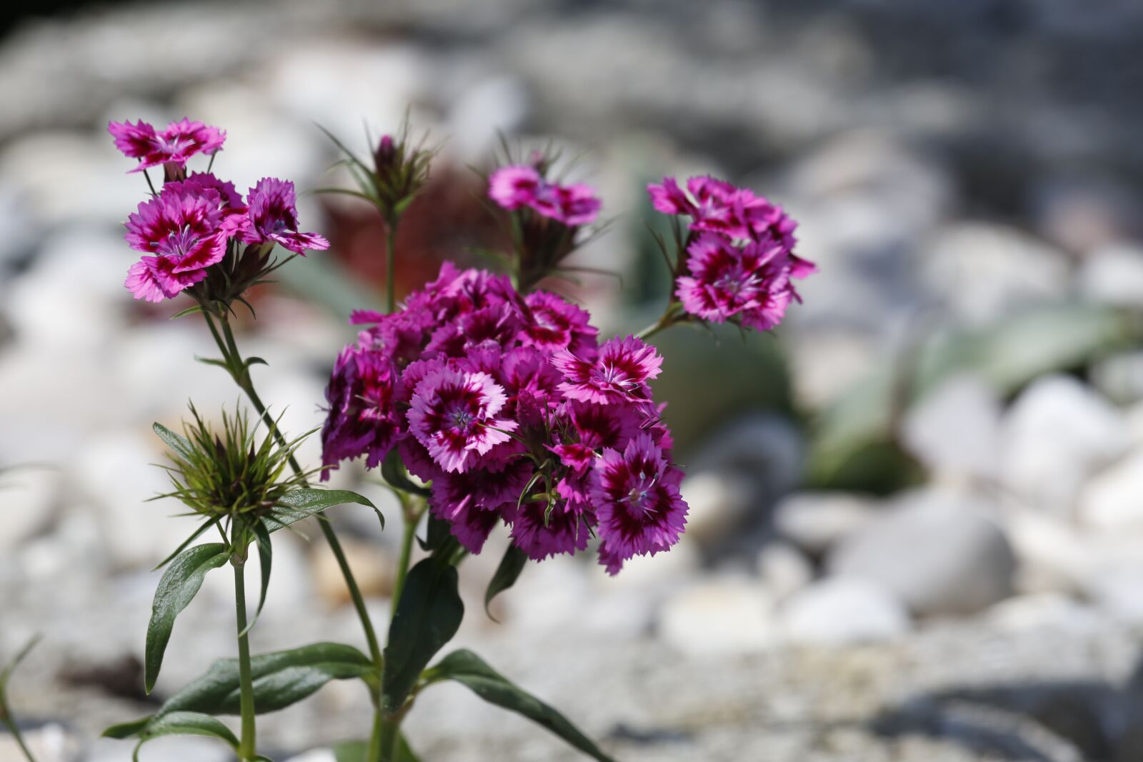 Canon EF 100-400mm F4.5-5.6L IS USM sample photo. Flowers, spring, summer photography