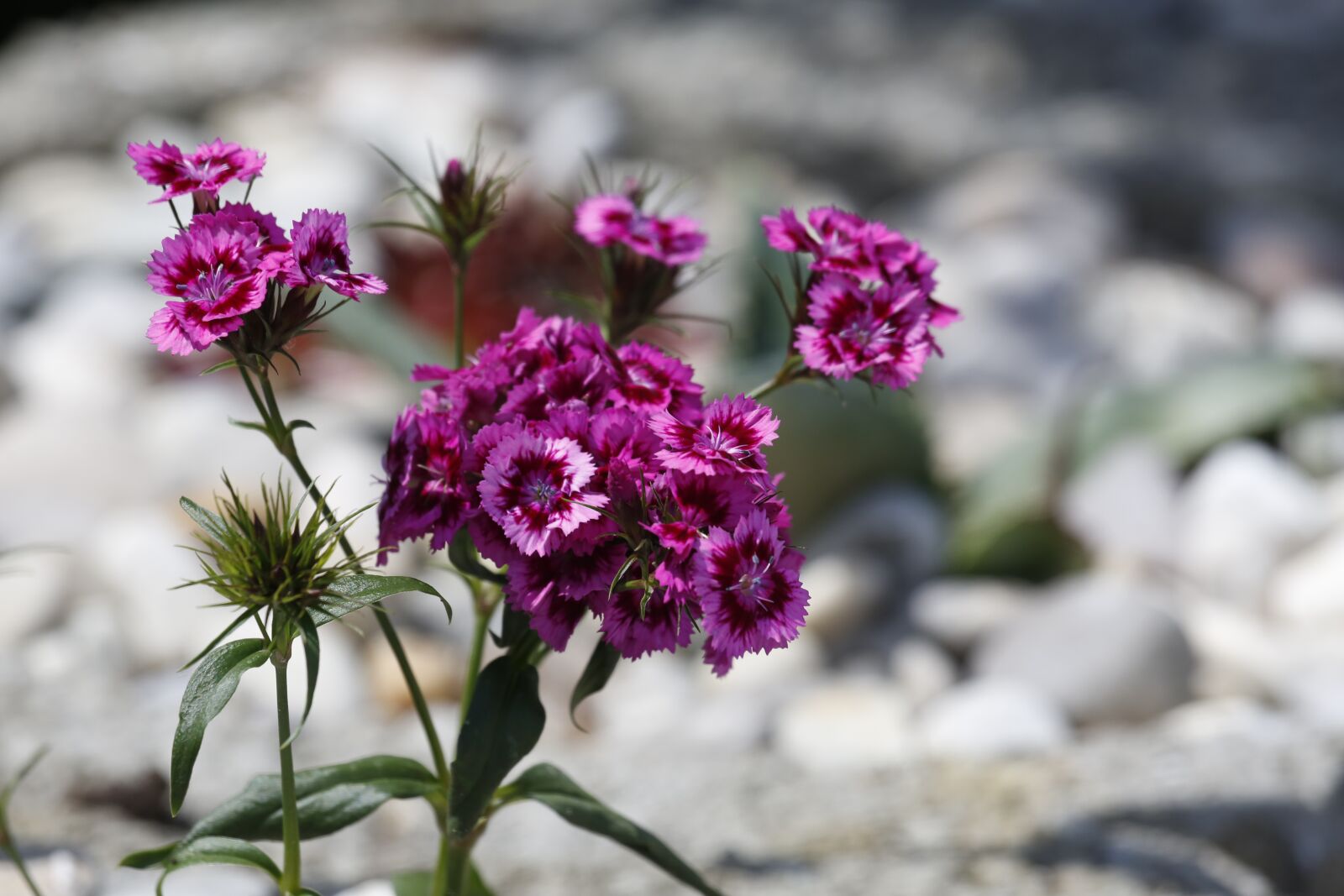 Canon EOS 5D Mark III + Canon EF 100-400mm F4.5-5.6L IS USM sample photo. Flowers, spring, summer photography